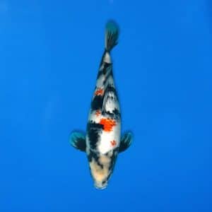 Sekiguchi 43cm Showa Ref0721 - 46