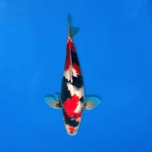 Sekiguchi 42cm Showa Ref0721 - 47