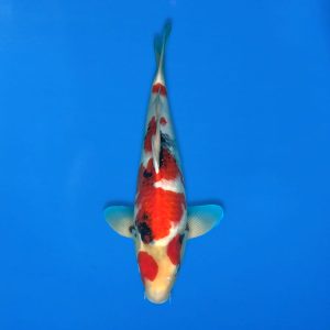 Sekiguchi 44cm Showa Ref0721 - 48