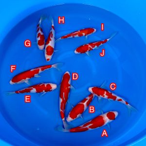 Ikarashi Toshinobu mix Ref1364