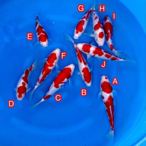 Ikarashi Toshinobu mix Ref1365