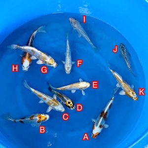 Ikarashi Toshinobu mix Ref1366