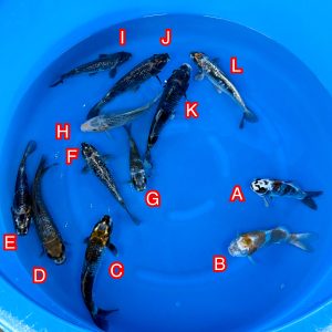 Ikarashi Toshinobu mix Ref1367