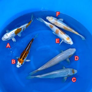 Ikarashi Toshinobu mix Ref1368