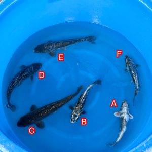 Ikarashi Toshinobu mix Ref1369