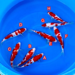 Ikarashi Toshinobu mix Ref1370