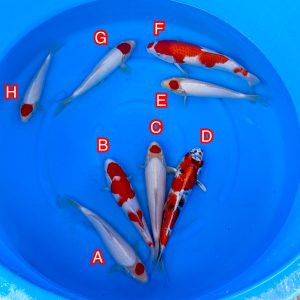 Ikarashi Toshinobu mix Ref1371