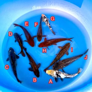 Miyatora mix Ref1372