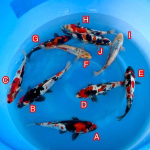 Miyatora mix Ref1373