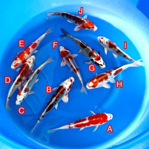 Miyatora mix Ref1374