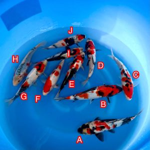 Miyatora mix Ref1375