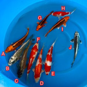 Miyatora mix Ref1376