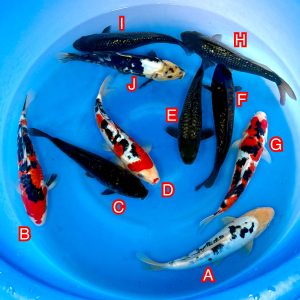 Miyatora mix Ref1377