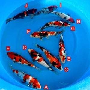 Miyatora mix Ref1378