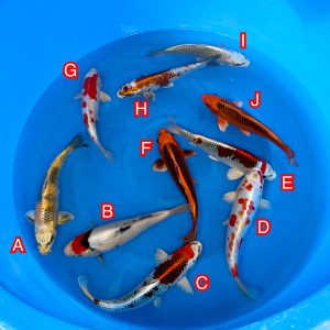 Miyatora mix Ref1379